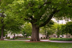 Oldest Oak on Campus Spring 2012