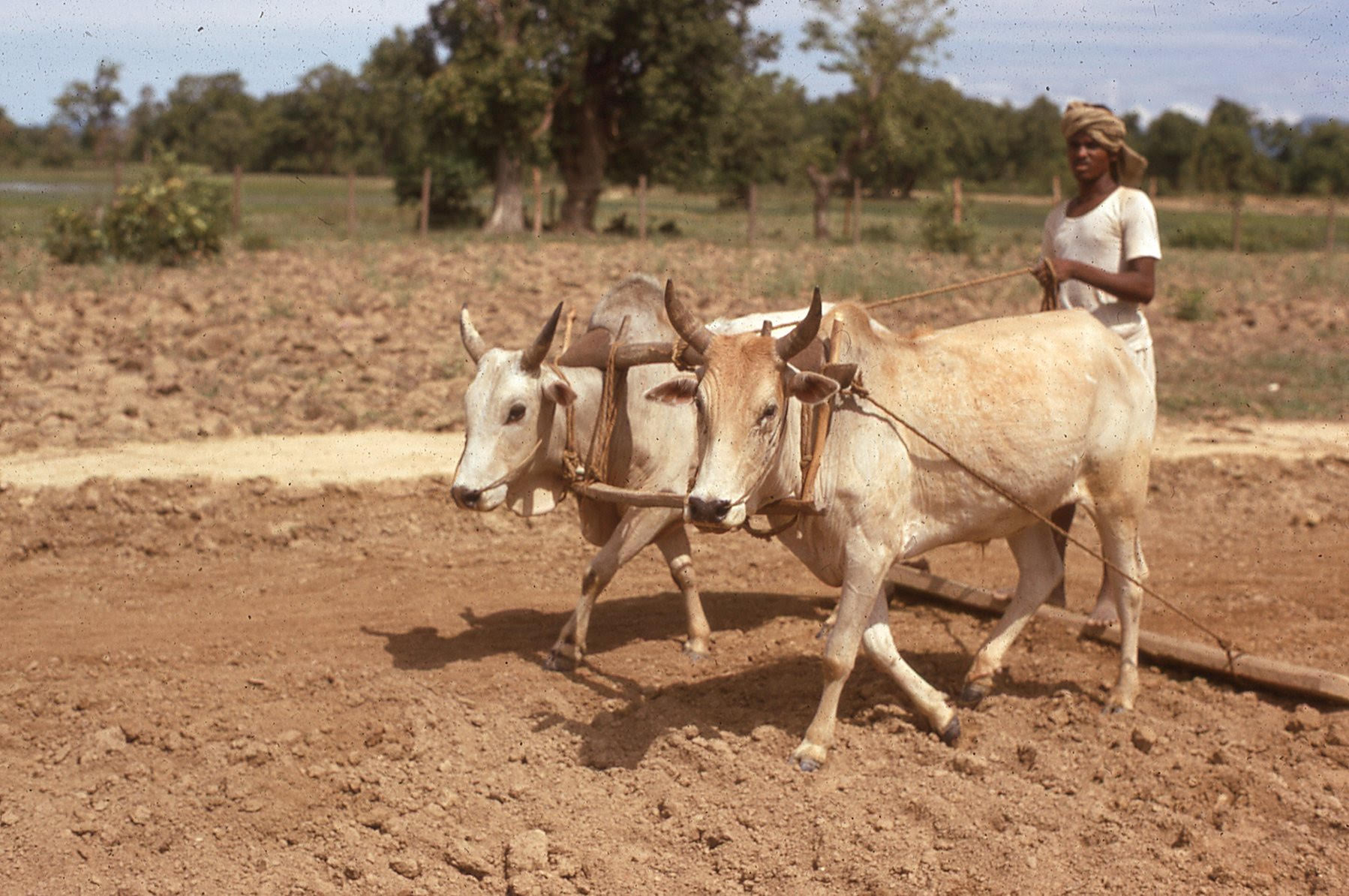 Landscape in Nepal of a muddy field. Two oxen plow the field led by a man from the village.