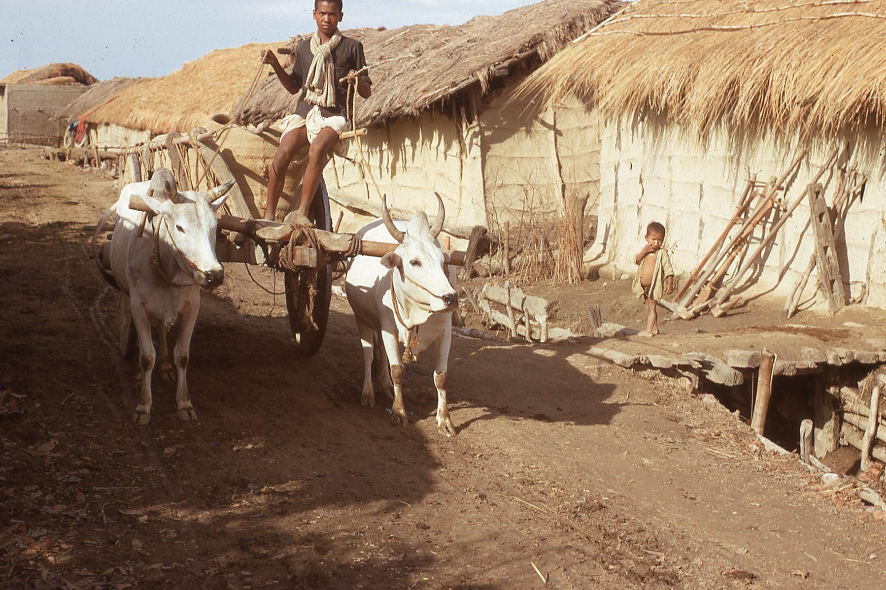 A man rides through village carrying grain on an ox cart, led by two oxes, as a child looks on from a walkway between the houses.