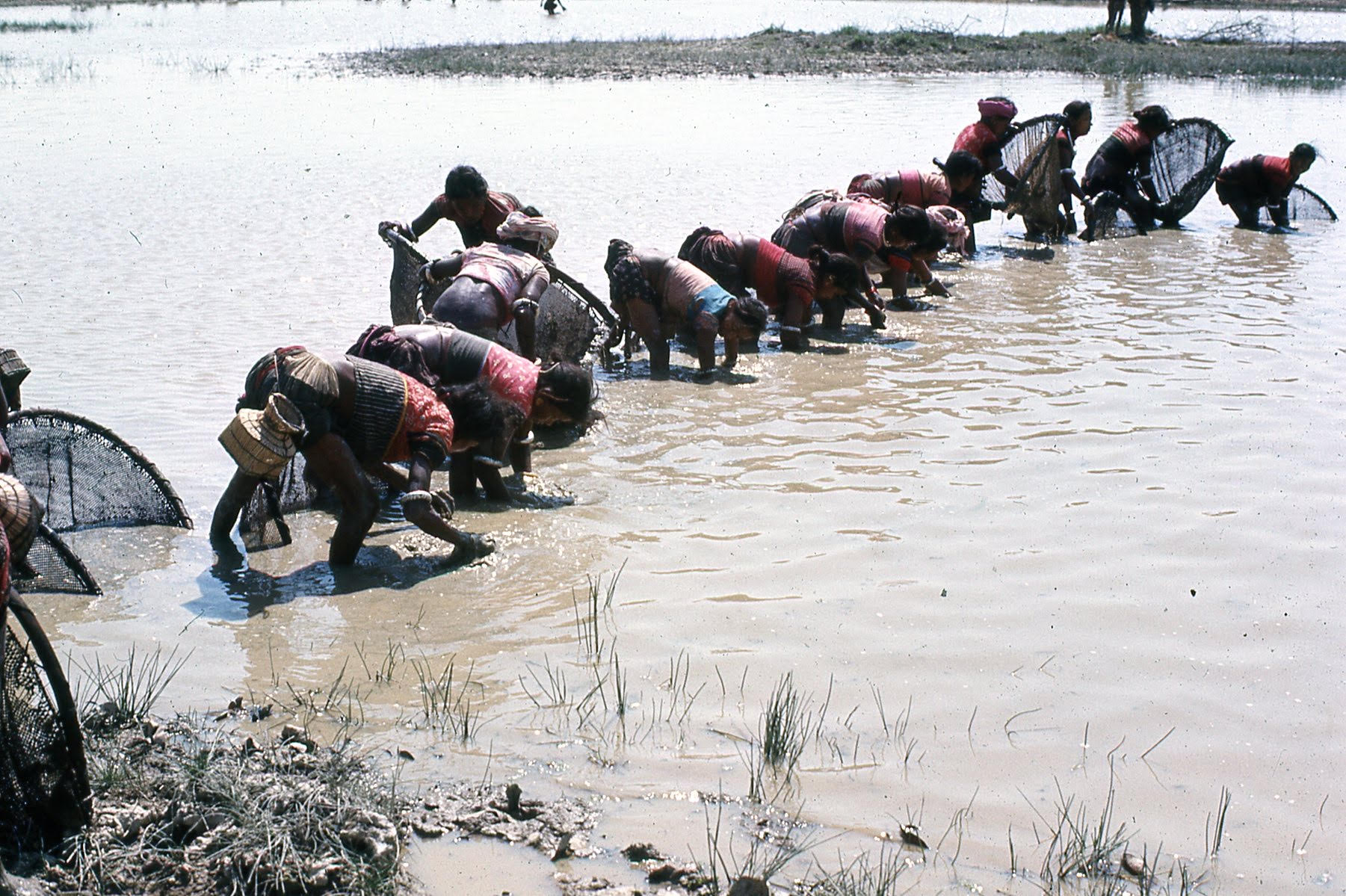 A line of Tharu women fish with nets in a local lake. 